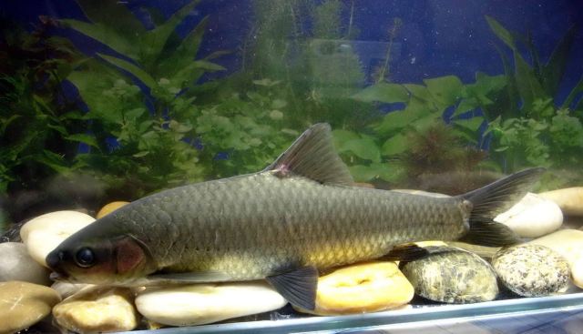 (Spinibarbus) Род КОЛЮЧИЕ БАРБУСЫ 6 видов